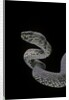 Trimeresurus purpureomaculatus (mangrove viper) by Anonymous