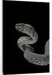 Trimeresurus purpureomaculatus (mangrove viper) by Anonymous