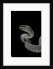 Trimeresurus purpureomaculatus (mangrove viper) by Anonymous