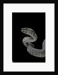 Trimeresurus purpureomaculatus (mangrove viper) by Anonymous