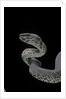 Trimeresurus purpureomaculatus (mangrove viper) by Anonymous
