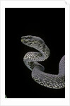 Trimeresurus purpureomaculatus (mangrove viper) by Anonymous