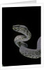 Trimeresurus purpureomaculatus (mangrove viper) by Anonymous