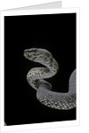 Trimeresurus purpureomaculatus (mangrove viper) by Anonymous