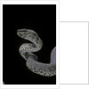 Trimeresurus purpureomaculatus (mangrove viper) by Anonymous