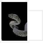 Trimeresurus purpureomaculatus (mangrove viper) by Anonymous