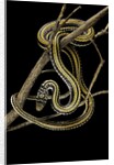 Xenochrophis vittatus (striped water snake) by Anonymous