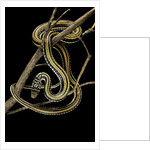 Xenochrophis vittatus (striped water snake) by Anonymous