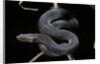 Vipera aspis f. melanistic (asp viper) by Anonymous