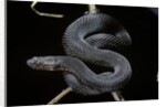 Vipera aspis f. melanistic (asp viper) by Anonymous