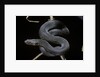 Vipera aspis f. melanistic (asp viper) by Anonymous