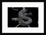 Vipera aspis f. melanistic (asp viper) by Anonymous