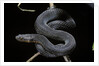 Vipera aspis f. melanistic (asp viper) by Anonymous