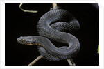 Vipera aspis f. melanistic (asp viper) by Anonymous
