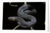 Vipera aspis f. melanistic (asp viper) by Anonymous