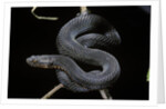 Vipera aspis f. melanistic (asp viper) by Anonymous