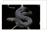 Vipera aspis f. melanistic (asp viper) by Anonymous