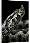 Vipera ammodytes (nose-horned viper) by Anonymous