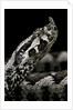 Vipera ammodytes (nose-horned viper) by Anonymous