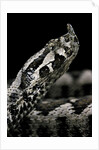Vipera ammodytes (nose-horned viper) by Anonymous