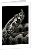 Vipera ammodytes (nose-horned viper) by Anonymous