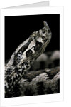 Vipera ammodytes (nose-horned viper) by Anonymous
