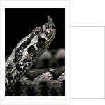 Vipera ammodytes (nose-horned viper) by Anonymous