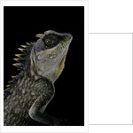 Acanthosaura armata (armored pricklenape) by Anonymous