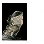 Acanthosaura armata (armored pricklenape) by Anonymous