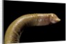 Amphisbaenidae. by Anonymous