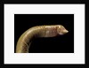 Amphisbaenidae. by Anonymous