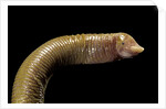 Amphisbaenidae. by Anonymous