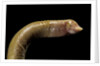 Amphisbaenidae. by Anonymous