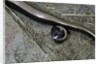 Anguis fragilis (Slow Worm) - farrowing by Anonymous