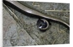 Anguis fragilis (Slow Worm) - farrowing by Anonymous