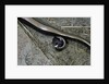 Anguis fragilis (Slow Worm) - farrowing by Anonymous