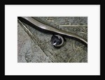 Anguis fragilis (Slow Worm) - farrowing by Anonymous
