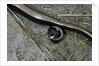 Anguis fragilis (Slow Worm) - farrowing by Anonymous
