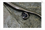 Anguis fragilis (Slow Worm) - farrowing by Anonymous