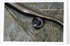 Anguis fragilis (Slow Worm) - farrowing by Anonymous