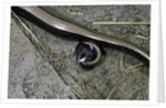Anguis fragilis (Slow Worm) - farrowing by Anonymous