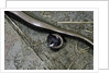 Anguis fragilis (Slow Worm) - farrowing by Anonymous