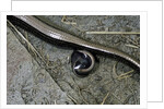 Anguis fragilis (Slow Worm) - farrowing by Anonymous