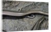 Anguis fragilis (Slow Worm) - farrowing by Anonymous