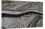 Anguis fragilis (Slow Worm) - farrowing by Anonymous