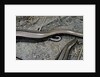 Anguis fragilis (Slow Worm) - farrowing by Anonymous