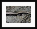 Anguis fragilis (Slow Worm) - farrowing by Anonymous