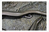 Anguis fragilis (Slow Worm) - farrowing by Anonymous