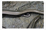 Anguis fragilis (Slow Worm) - farrowing by Anonymous