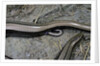 Anguis fragilis (Slow Worm) - farrowing by Anonymous